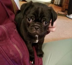 Acquainted Sweet Pug Male and Female Puppies
