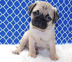 Huge Personality Pug Puppies