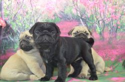 aKc Registered Pug Puppy Now Ready