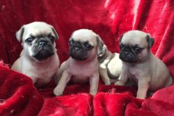 Pug Puppies For Sale Ready Now
