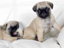 Adorable Pug puppies for sale.