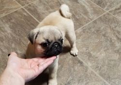 Male and female Pug Puppies For Sale