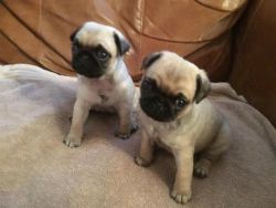 Male and Female Pug puppies For a Forever Home