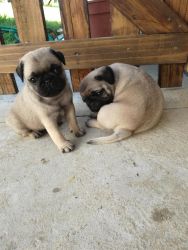 Male and Female Pug puppies for a New Home