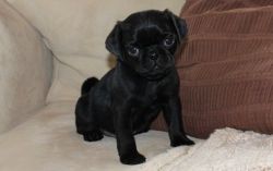 Akc reg. Male and female Pug puppies