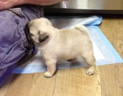 Female Pug puppy for Loving and Caring Home