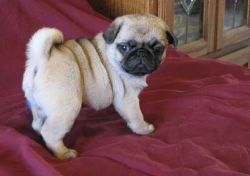 Female Pug puppy for a Good Home