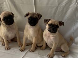 Super Cute and healthy Pugs