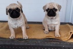 Sweetie pug puppies with beautiful temperament and loves to be cuddled