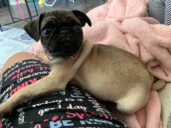 Female Pug puppy available for New Home