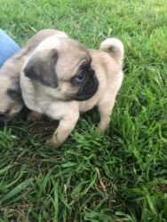 Lovely Male and Female Pug puppies for Re homing
