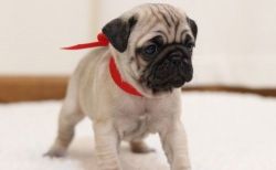 AKC Well Socialized Pug Puppies For Sale