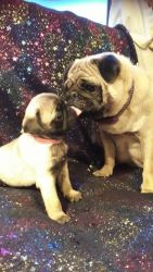 Pug puppies available for sale.