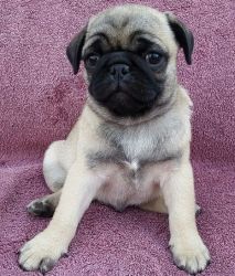 Four Adorable and Playful Pug Puppies