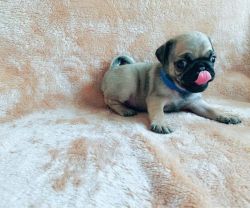 Gorgeous Pug puppies all ready