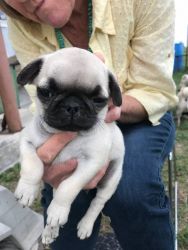 Female Pug puppy available for forever home