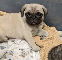 Male and Female Pug Puppies For Sale Now