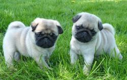 pug puppies for rehoming.