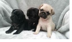 Adorable pug puppies for sale (xxx) xxx-xxx5
