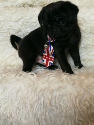 Female Pug puppy for a good home