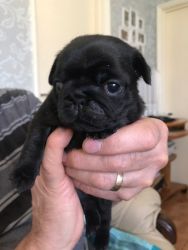 Female Black Pug puppy for Good home