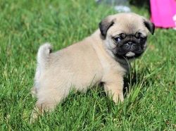 Pug Puppies For Sale. ONLY 4 PUPPIES LEFT.