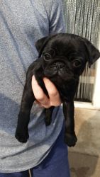 Female Pug puppy for New Home