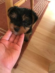 Yorkie puppy Looking for New Home