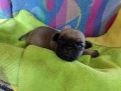 Colby Fawn male pug