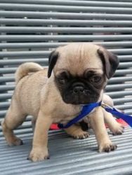 Super Energetic Pug puppy for New Home