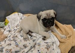 Boys and girls Pug puppies for sale.