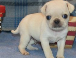 10 weeks old Pug puppies for adoption