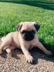 Male and female Pug Puppies For Sale