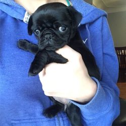 Solid Black Pug puppies for sale with papers Text xxx-xxx-xxxx