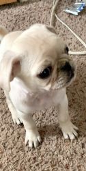 Pug puppy looking for home