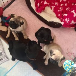 !!! Fawn Male and Female Pug Puppies !!! ( Ready Now)