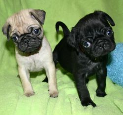 Highly intelligent Pug puppies male and female......