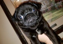 AKC registered Pug Puppies For Sale.