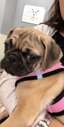 Pug Puppy For Rehome