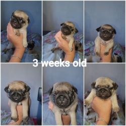 Beautiful Pug Puppies Full AKc {black and fawn}