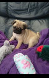 4 black pugs and 3 fawn available now