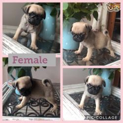 pug available for new home