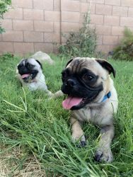 2 pug puppies just turned a year