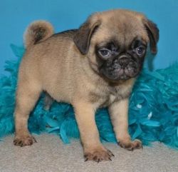 Gorgeous Akc Male& female Pug Puppies For Sale.