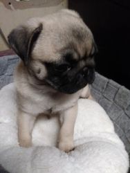 AKC Pug puppy for sale