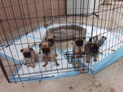PUG PUPPIES FOR SALE