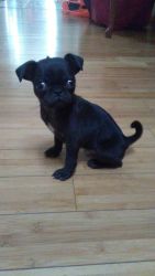 Black pugs. 3 months old. One xxxxxx.xxx male. have 2 left only