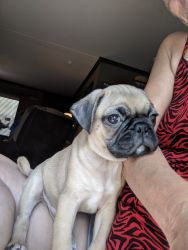 Rehoming PUg