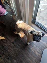 Rehoming Pug due to health
