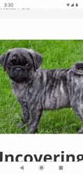 Baby pug for sale